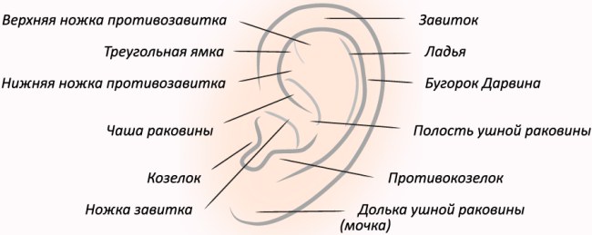 Πλαστική χειρουργική στα αυτιά έτσι ώστε να μην κολλήσουν. Τιμή, φωτογραφία, βίντεο