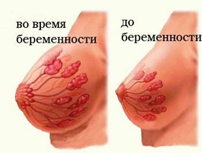 Ορμόνες ανάπτυξης του μαστού στις γυναίκες