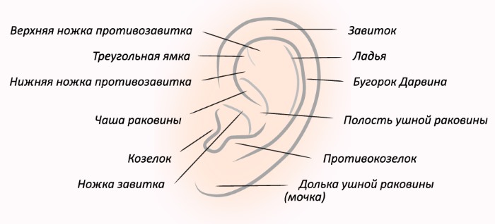 Štruktúra uší