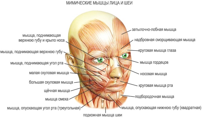 Anatomi av menneskelige ansiktsmuskler i kosmetologi for botoxinjeksjoner. Ordninger med beskrivelser og bilder på latin og russisk
