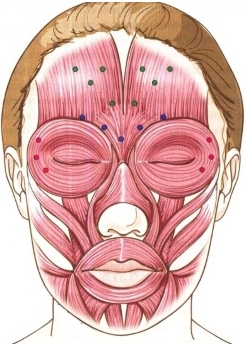 Anatomie lidských obličejových svalů v kosmetologii pro injekce botoxu. Schémata s popisy a fotografiemi v latině a ruštině