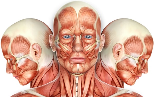 Anatomia dos músculos faciais humanos em cosmetologia para injeções de botox. Esquemas com descrições e fotos em latim e russo