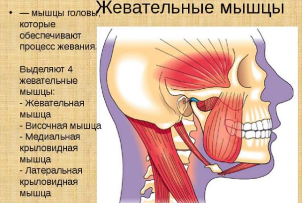Anatomie des muscles faciaux humains en cosmétologie pour les injections de botox. Schémas avec descriptions et photos en latin et en russe