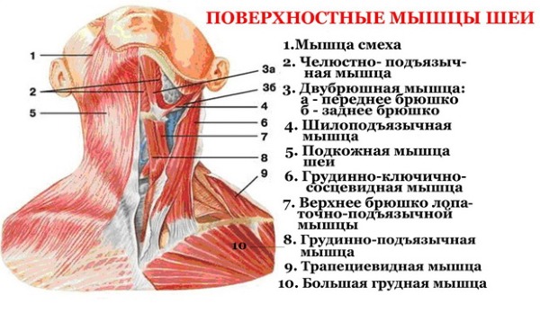 Botoks enjeksiyonları için kozmetolojide insan yüz kaslarının anatomisi. Latince ve Rusça açıklamalar ve fotoğraflar içeren şemalar