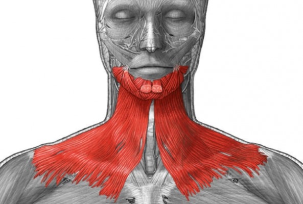 Anatómia ľudských tvárových svalov v kozmeteológii pre botoxové injekcie. Schémy s popismi a fotografiami v latinčine a ruštine