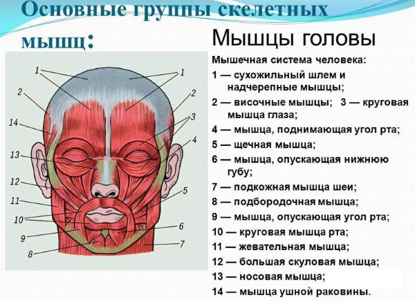 Giải phẫu cơ mặt người trong ngành thẩm mỹ tiêm botox. Lược đồ có mô tả và hình ảnh bằng tiếng Latinh và tiếng Nga