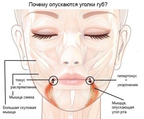 Az emberi arcizmok anatómiája a kozmetológiában a botox injekciókhoz. Rendszerek leírással és fényképekkel latinul és oroszul