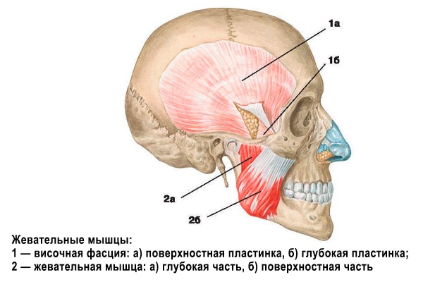 Anatomia mięśni twarzy człowieka w kosmetologii do zastrzyków z botoksu. Schematy z opisami i zdjęciami w języku łacińskim i rosyjskim