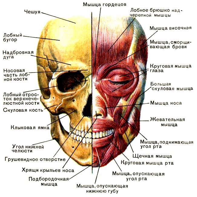 Anatomi otot muka manusia dalam kosmetologi untuk suntikan botox. Skema dengan penerangan dan gambar dalam bahasa Latin dan Rusia