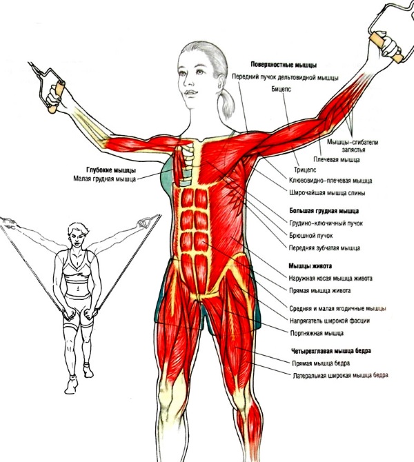 Exercices de base pour les femmes pour les muscles pectoraux avec haltères, haltères, kettlebell, extenseur, poids corporel