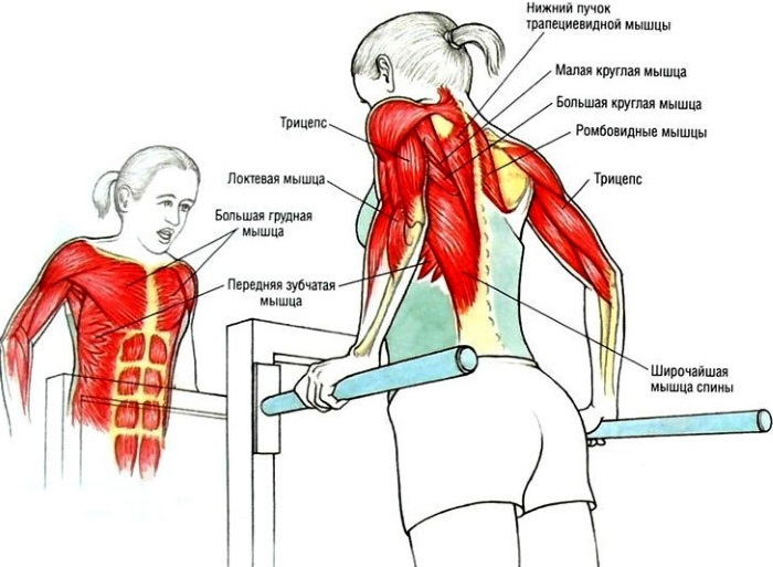 Latihan asas untuk wanita untuk otot dada dengan dumbbells, barbell, kettlebell, expander, untuk berat badan