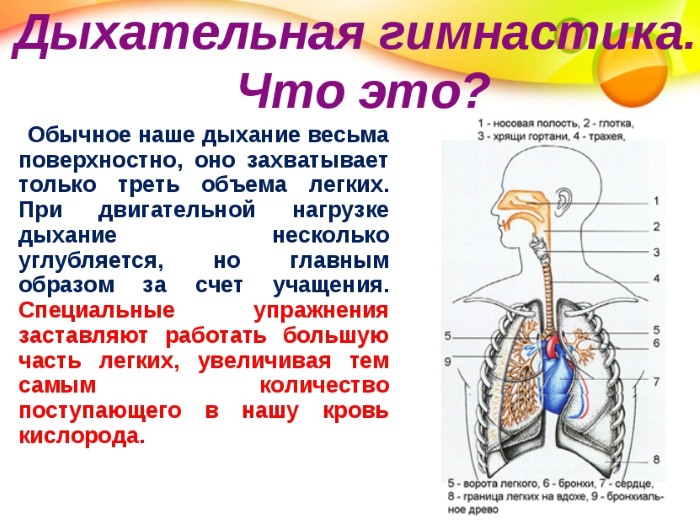 Respiració per aprimar la panxa i els costats. Exercicis de respiració Bodyflex, buit per a dones i homes de Marina Korpan, Strelnikova, Buteyko