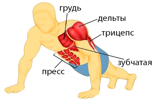 Push-up dal pavimento. Programma di allenamento per principianti, benefici, tecnica di esercizio per il peso, addominali, per i muscoli pettorali