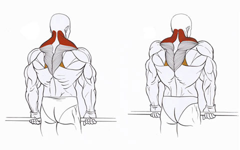 Esercizi per spalle e articolazioni con osteocondrosi e artrosi. Esercizi di fisioterapia per donne e uomini secondo Bubnovsky