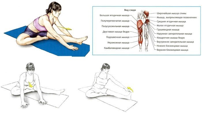 Stretching pour les débutants à la maison avant, après l'entraînement, pour le dos, les fentes, tout le corps