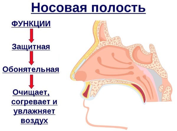 Curvatura de l’envà nasal. Símptomes, causes i conseqüències. Operació de septoplàstia: indicacions, contraindicacions, tipus i característiques