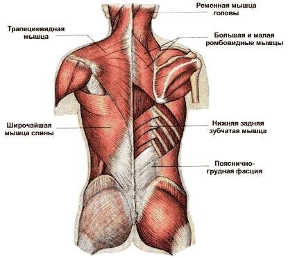 Músculs de l’esquena: exercicis per enfortir-se a casa, al gimnàs, amb osteocondrosi, escoliosi