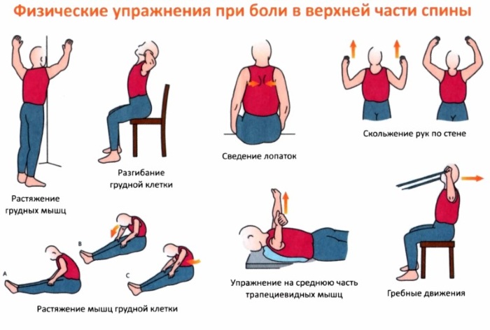 Μύες της πλάτης: ασκήσεις για ενδυνάμωση στο σπίτι, στο γυμναστήριο, με οστεοχόνδρωση, σκολίωση