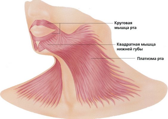 Platysmoplasty - ano ito, mga uri: medial, Hollywood, corset, median, endoscopic. Mga pagsusuri at presyo tungkol sa pamamaraan