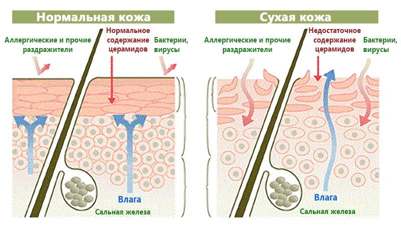 Cura de la pell greixosa: diària, estiu, hivern. Característiques de l’ús de remeis professionals cosmètics i populars