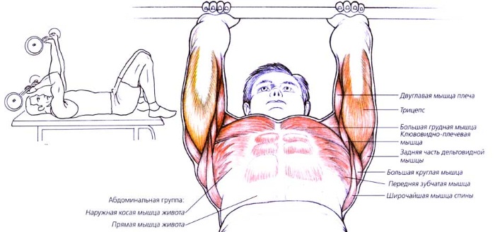 Hantelių tricepso pratimai moterims. Kompleksas pradedantiesiems namuose ir sporto salėje