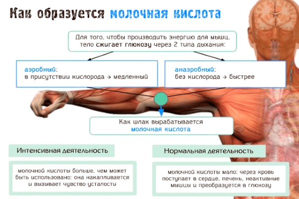 Com eliminar l’àcid làctic dels músculs del cos després de l’entrenament, com es forma, com afecta, característiques