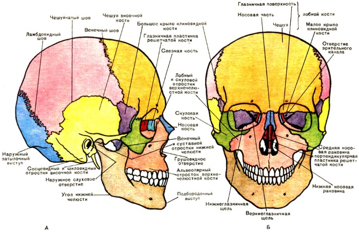 Facial anatomy para sa mga cosmetologist. Mga kalamnan, nerbiyos, may layered na balat, ligament, fat pack, innervation, bungo. Mga scheme, paglalarawan