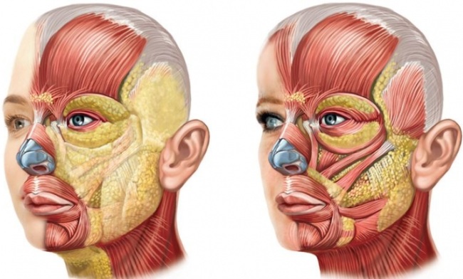 Anatomia facial para cosmetologistas. Músculos, nervos, camadas de pele, ligamentos, pacotes de gordura, inervação, crânio. Esquemas, descrição