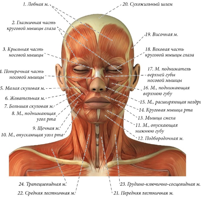 Anatomia facciale per cosmetologi. Muscoli, nervi, pelle stratificata, legamenti, impacchi di grasso, innervazione, cranio. Schemi, descrizione