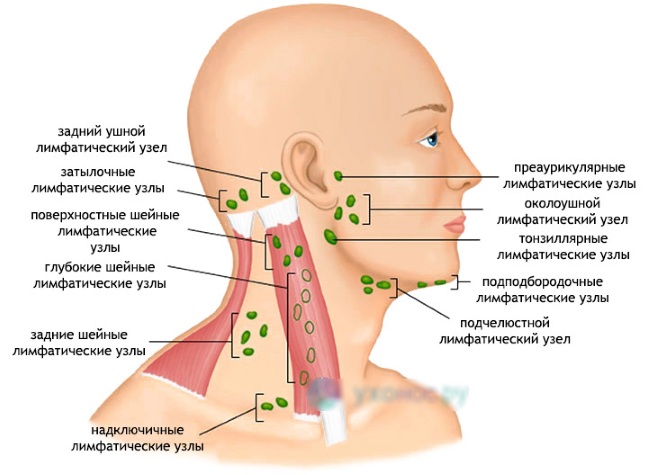 Anatomia facial per a cosmetòlegs. Músculs, nervis, pell en capes, lligaments, paquets de greixos, innervació, crani. Esquemes, descripció