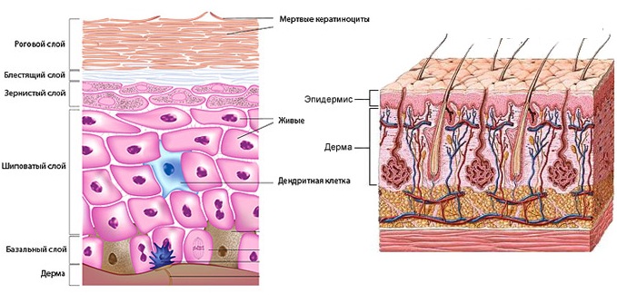 Anatomia facial para cosmetologistas. Músculos, nervos, camadas de pele, ligamentos, pacotes de gordura, inervação, crânio. Esquemas, descrição