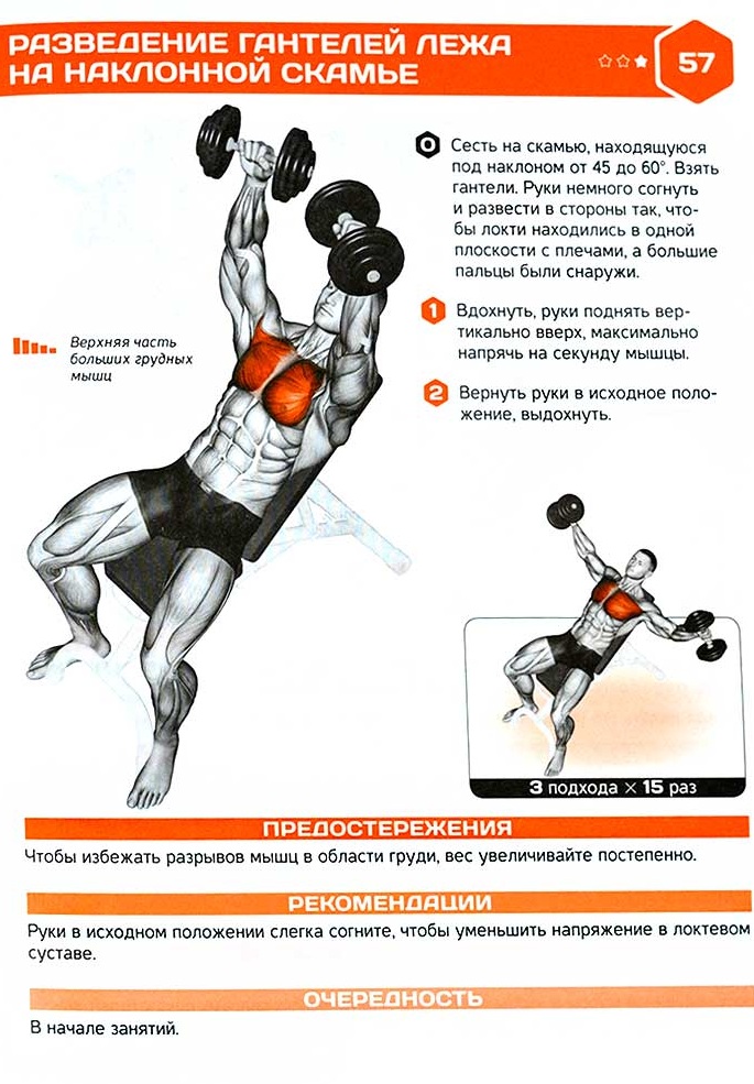 Exercices avec des haltères pour le dos. Programme d'entraînement pour resserrer les muscles, avec hernie de la colonne vertébrale, scoliose, ostéochondrose