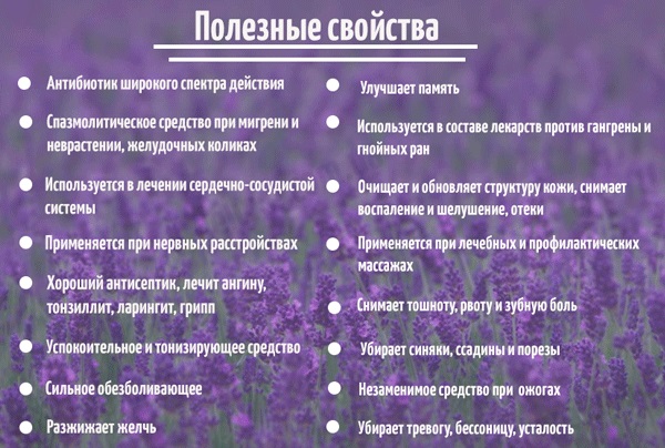 Minyak rambut lavender. Resipi untuk digunakan, dari kutu, nits, kandungan lemak, faedah, komposisi