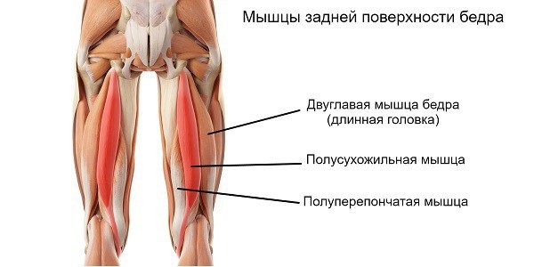 Ćwiczenia nóg na siłowni. Program wyszczuplający do pompowania mięśni