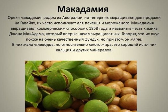 Olio di Macadamia per capelli. Composizione, uso, applicazione, revisioni