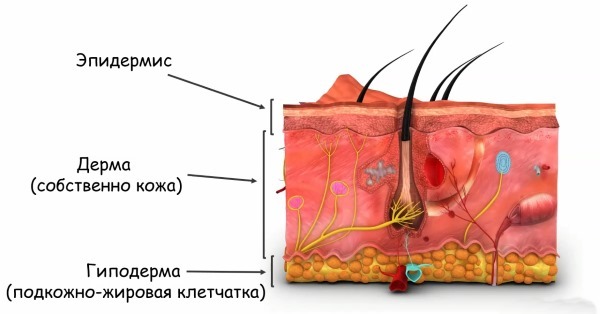 Layers of the human skin epidermis for a beautician. Functions, photo, description