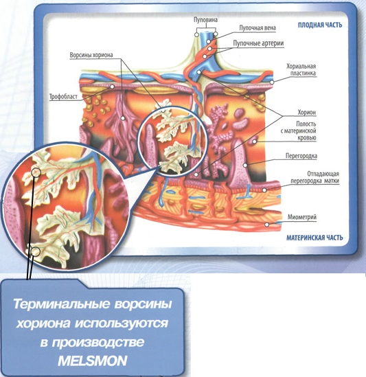 Melsmon is a placental drug in cosmetology. Photo, instruction, use, how to prick, effect on the liver, price, analogues
