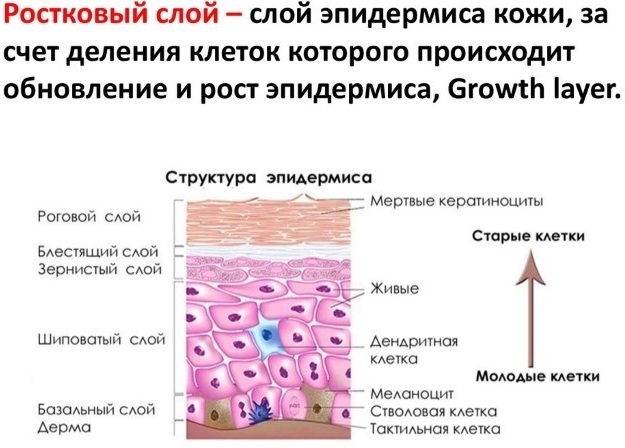 Layers of the human skin epidermis for a beautician. Functions, photo, description