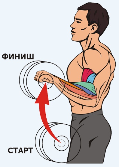 Exercices pour biceps avec et sans haltères, sur une barre horizontale, avec une barre pour les filles. Programme à domicile