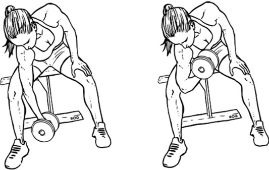 Exercícios para bíceps com e sem halteres, em barra horizontal, com barra para meninas. Programa doméstico