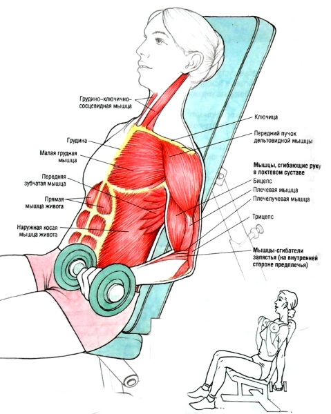 Ejercicios para bíceps con y sin mancuernas, en barra horizontal, con barra para niñas. Programa de inicio
