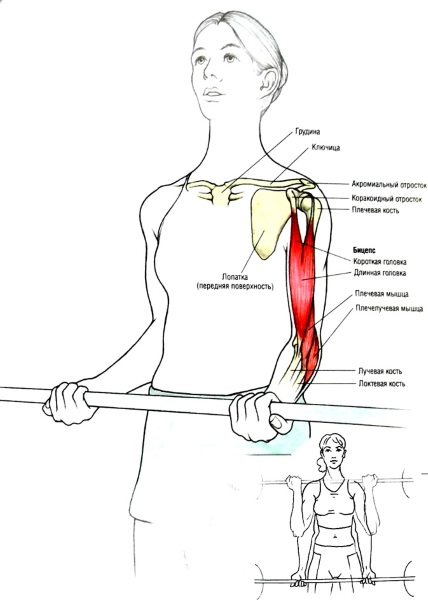 Exercicis per a bíceps amb i sense peses, sobre una barra horitzontal, amb una barra per a nenes. Programa casolà