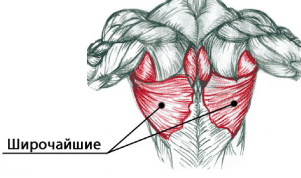 Otot punggung yang paling luas pada wanita. Struktur, fungsi, latihan di rumah, di gimnasium