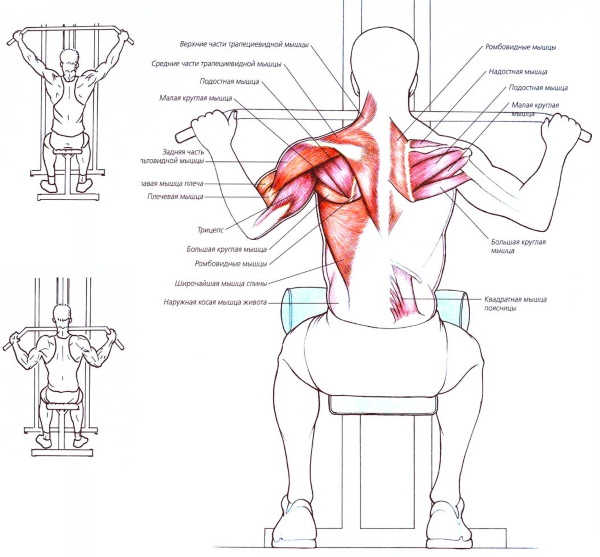 Estirament vertical de la màquina d’exercici. Tècnica per seure, a l'esquena, darrere del cap, amb una subjecció estreta per a les dones