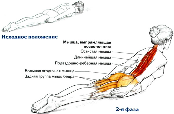 Hyperextension - entraîneur pour le dos, les abdominaux, le renforcement des muscles de la colonne vertébrale, la technique d'exécution