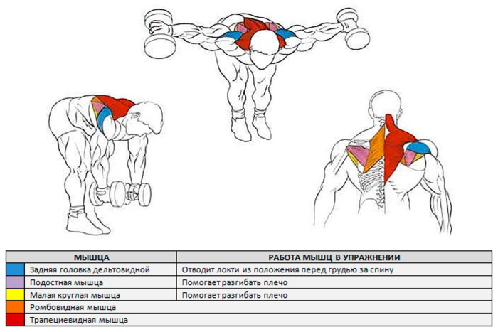 Riding dumbbells in an incline while standing, sitting, lying on a bench, down, forward to the back delta, shoulders, back