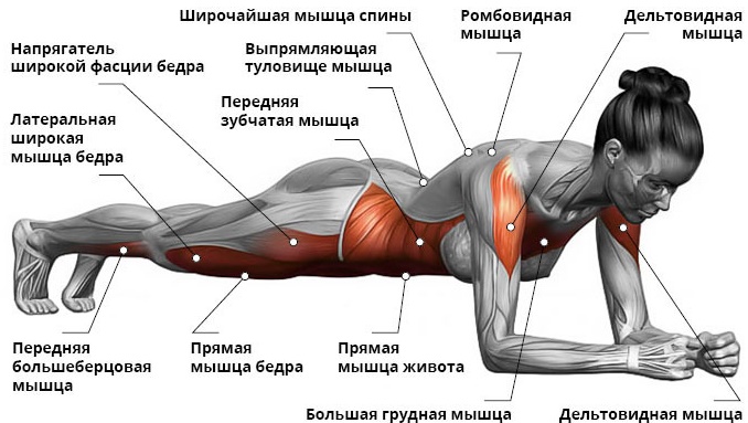Músculos principales. Qué es, dónde están, ejercicios para mujeres, cómo inflar