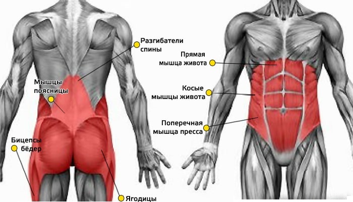 Core muscles. What is it, where are they, exercises for women, how to pump up