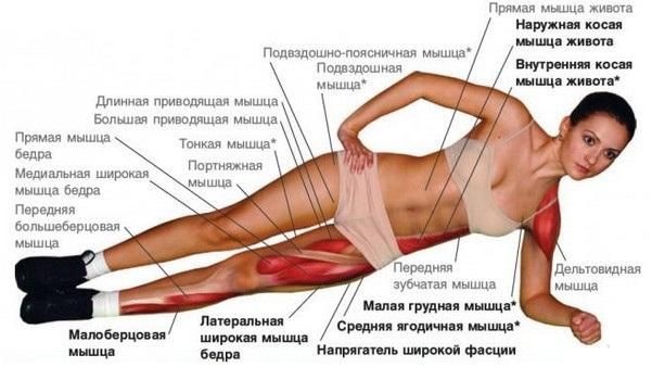 Muscles du tronc. Qu'est-ce que c'est, où sont-ils, des exercices pour les femmes, comment pomper