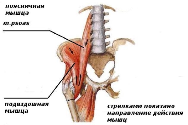 Den iliopsoas muskel. Styrke øvelser, strække, hvordan man pumper op